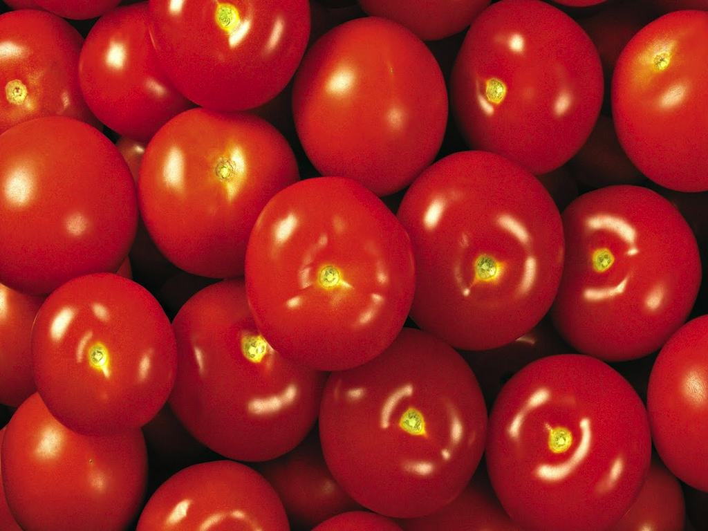tomato-queenhy999-western-bioseeds