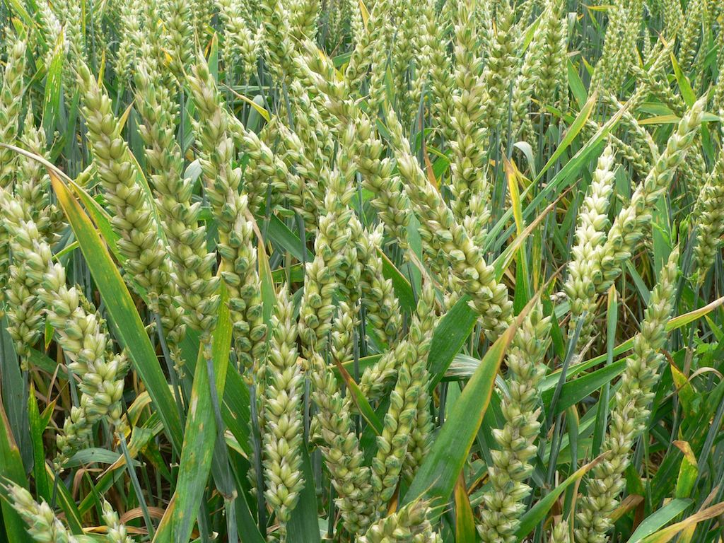 wheat-king-leader-western-bioseeds